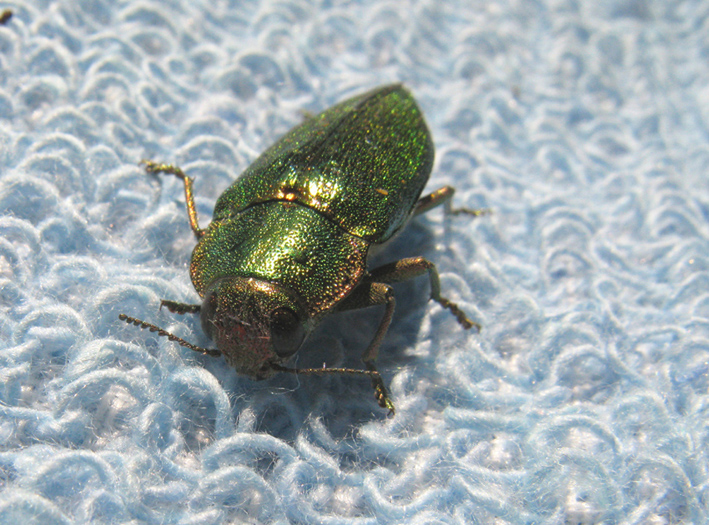coleottero tutto d''oro: Latipalpis plana